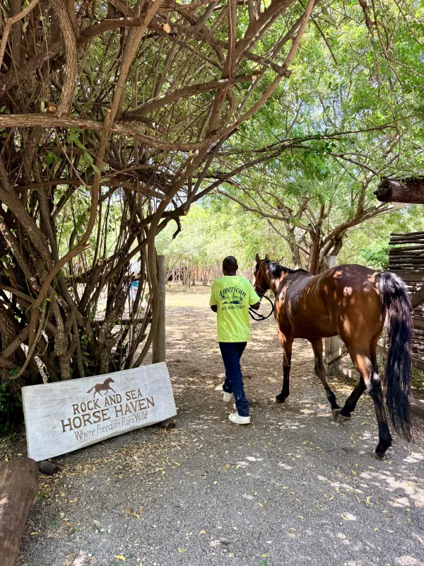 The Horse Haven sign at the entrance to the ranch, a groom leading a horse in under the trees