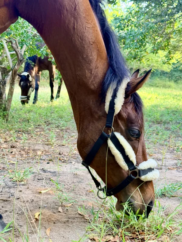 One of the Horse Haven horses grazing, bridled and ready to ride out