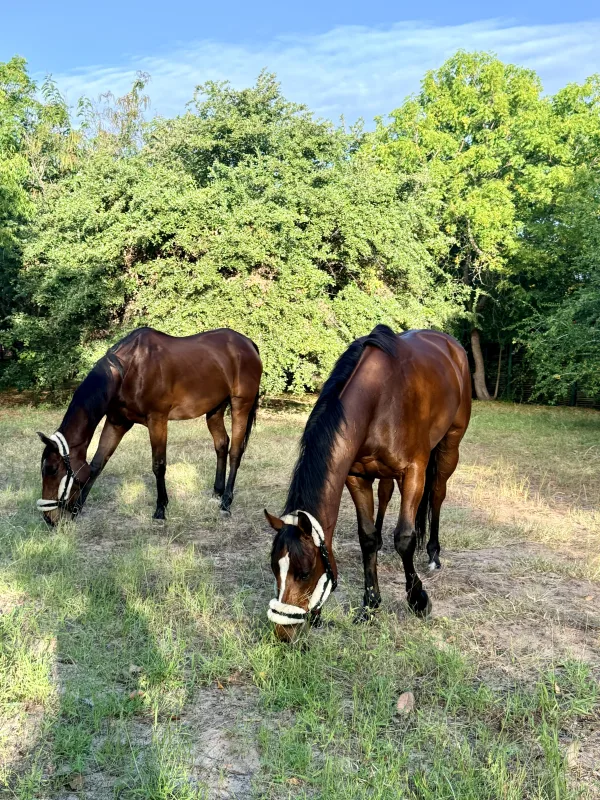 Horses at rest among the trees and long grass of the ranch